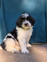 Sylvester , a male Portuguese Water Dog and Poodle - Miniature  for sale in Yacolt, WA – 4 of 10