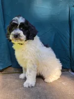 Sylvester , a male Portuguese Water Dog and Poodle - Miniature  for sale in Yacolt, WA – 3 of 10