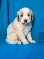 Pebbles, a male Portuguese Water Dog and Poodle - Miniature  for sale in Yacolt, WA – 3 of 5