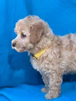 Toffee, a male Poodle - Miniature  for sale in Yacolt, WA – Photo 3 of 6