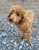 Toffee, a male Poodle - Miniature  for sale in Yacolt, WA – Photo 5 of 6