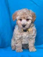 Toffee, a male Poodle - Miniature  for sale in Yacolt, WA – Photo 2 of 6