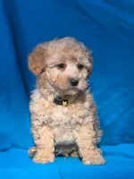 Toffee, a male Poodle - Miniature  for sale in Yacolt, WA – Photo 1 of 6