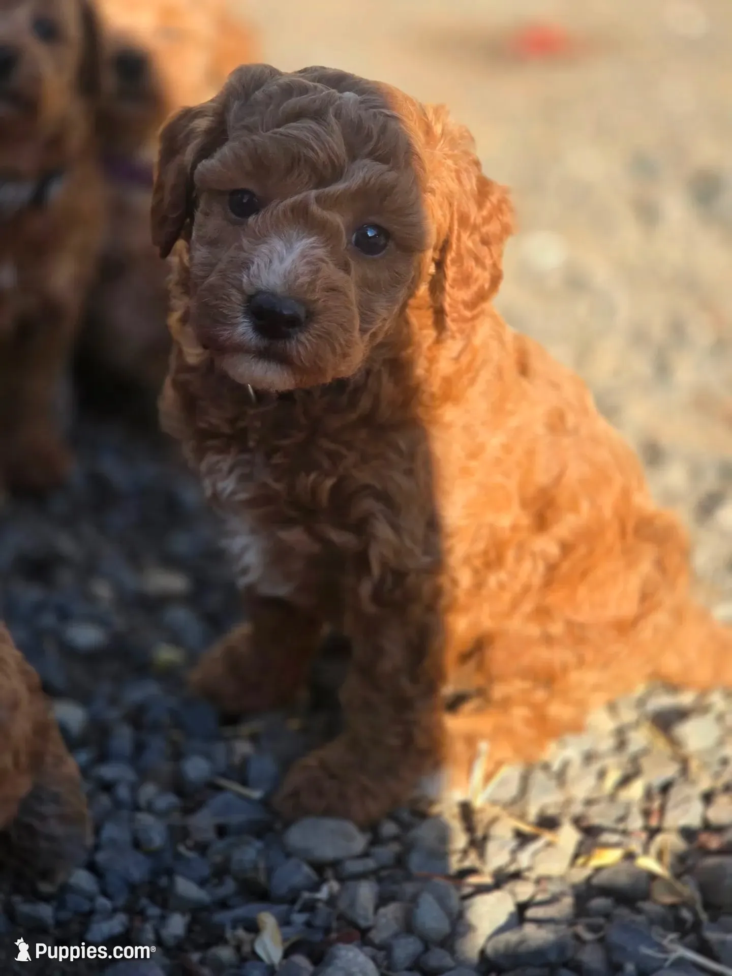 Rolden, a male Poodle - Miniature  for sale in Yacolt, WA – 2 of 8