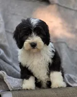 Sage, a female Sheepadoodle for sale in Yacolt, WA – 3 of 9