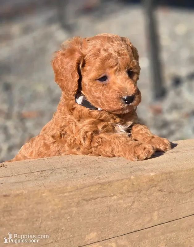 Alfred – Poodle - Miniature  puppy for sale in Yacolt, WA