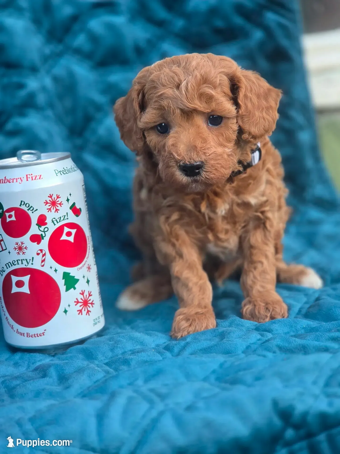 Alfred, a male Poodle - Miniature  for sale in Yacolt, WA – 3 of 9