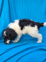 Pine, a female Portuguese Water Dog and Poodle - Miniature  for sale in Yacolt, WA – 5 of 8