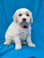 Bubbles, a female Portuguese Water Dog and Poodle - Miniature  for sale in Yacolt, WA – 3 of 8