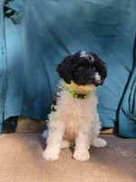 Pine, a female Portuguese Water Dog and Poodle - Miniature  for sale in Yacolt, WA – 2 of 10