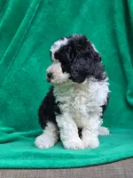 Shelly, a female Sheepadoodle for sale in Yacolt, WA – 2 of 3