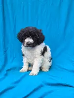 Pippi, a female Portuguese Water Dog and Poodle - Miniature  for sale in Yacolt, WA – 4 of 5