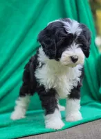 Sage, a female Sheepadoodle for sale in Yacolt, WA – 4 of 4