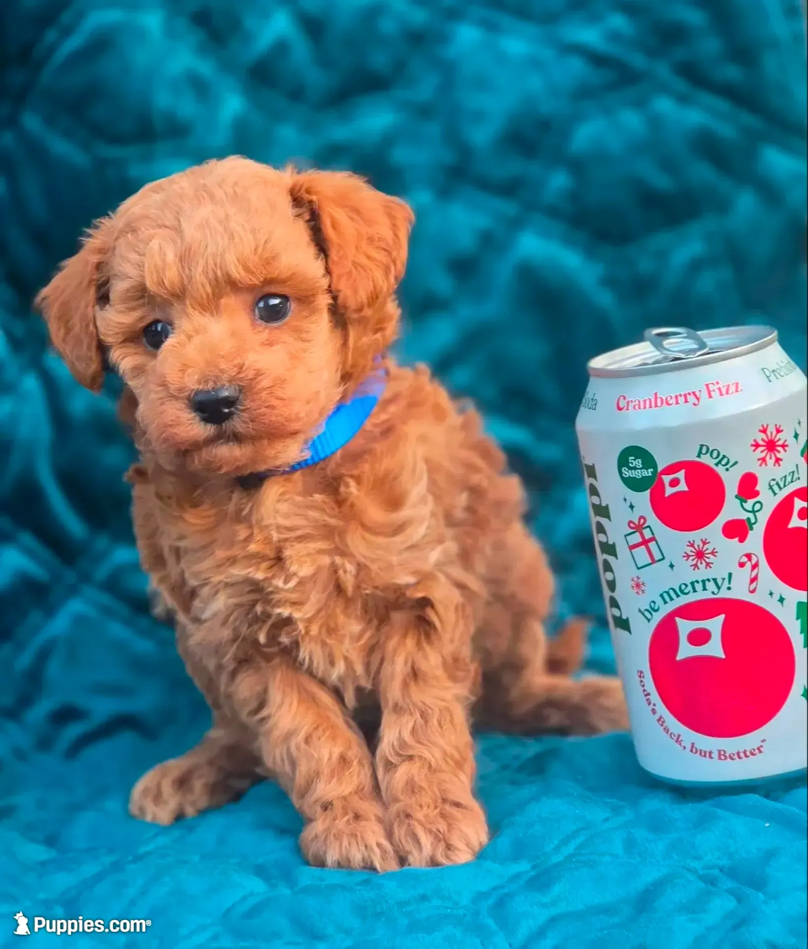 Ralf, a male Poodle - Miniature  for sale in Yacolt, WA – 1 of 7