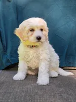 Bubbles, a female Portuguese Water Dog and Poodle - Miniature  for sale in Yacolt, WA – 2 of 9