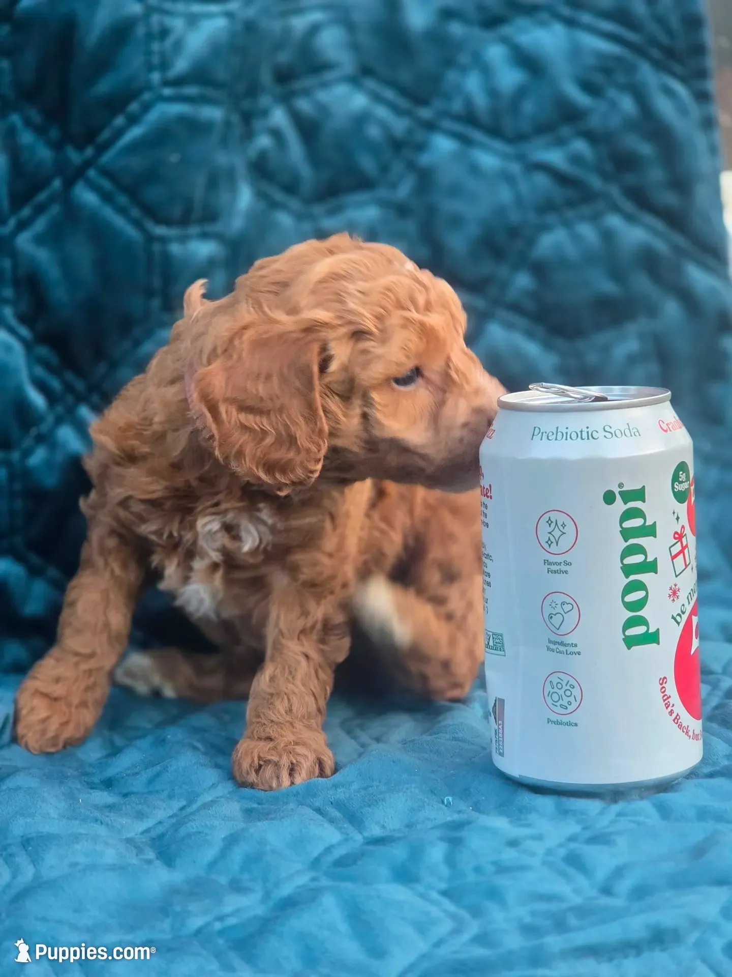 Rolden, a male Poodle - Miniature  for sale in Yacolt, WA – 4 of 8
