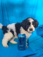 Sylvester , a male Portuguese Water Dog and Poodle - Miniature  for sale in Yacolt, WA – 4 of 6