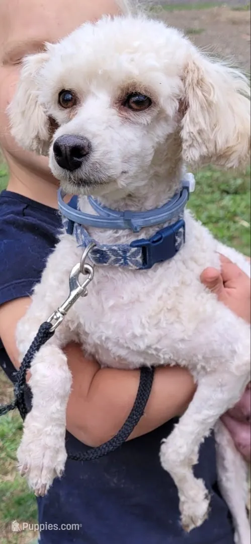 Larky, a female Poodle - Miniature  for sale in Yacolt, WA – 5 of 6