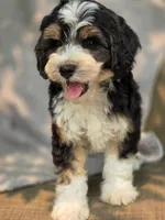 Freddy , a male Sheepadoodle for sale in Yacolt, WA – 1 of 8