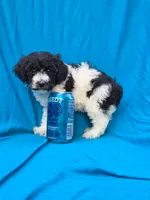 Pippi, a female Portuguese Water Dog and Poodle - Miniature  for sale in Yacolt, WA – 5 of 5