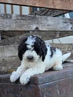 Bert, a male Sheepadoodle for sale in Yacolt, WA – 4 of 4