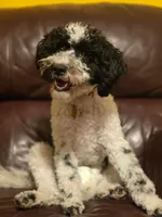 Winter, a female Portuguese Water Dog and Poodle - Miniature  for sale in Yacolt, WA – 2 of 5