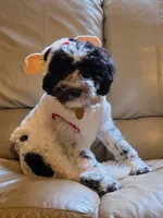Winter, a female Portuguese Water Dog and Poodle - Miniature  for sale in Yacolt, WA – 5 of 5