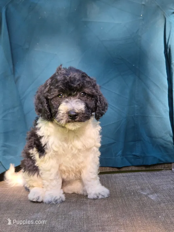 Pippi – Portuguese Water Dog, Poodle - Miniature  puppy for sale in Yacolt, WA