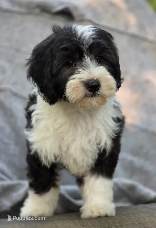 Sage – Sheepadoodle puppy for sale in Yacolt, WA