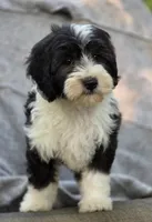 Sage, a female Sheepadoodle for sale in Yacolt, WA – 1 of 9