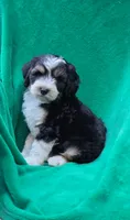 Freddy , a male Sheepadoodle for sale in Yacolt, WA – 2 of 3