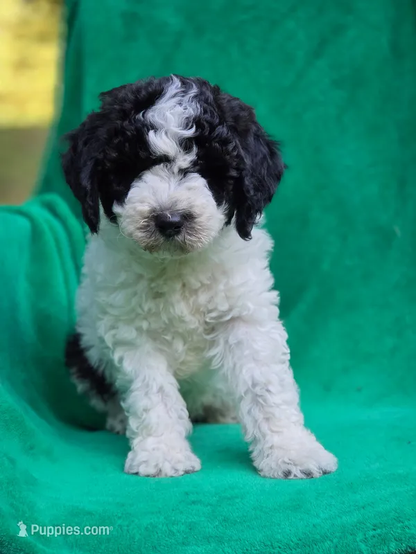 Bert – Sheepadoodle puppy for sale in Yacolt, WA