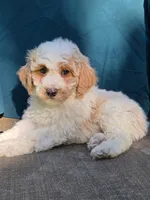 Jasper, a male Portuguese Water Dog and Poodle - Miniature  for sale in Yacolt, WA – 2 of 10