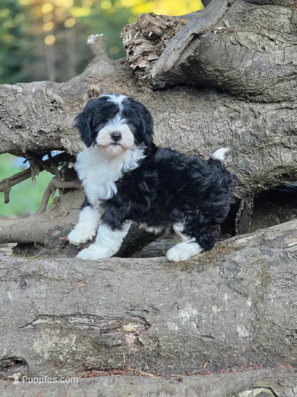 Sage – Sheepadoodle puppy for sale in Yacolt, WA