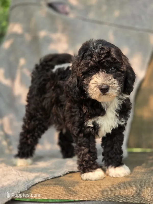 Peanut – Sheepadoodle puppy for sale in Yacolt, WA