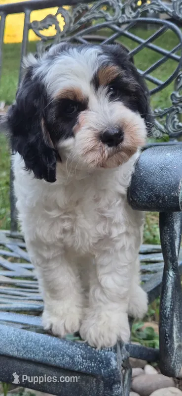 Ernie – Sheepadoodle puppy for sale in Yacolt, WA