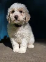 Triffle, a female Portuguese Water Dog and Poodle - Miniature  for sale in Yacolt, WA – 2 of 10