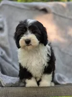 Sage, a female Sheepadoodle for sale in Yacolt, WA – 4 of 9