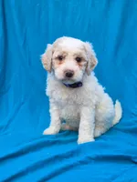 Triffle, a female Portuguese Water Dog and Poodle - Miniature  for sale in Yacolt, WA – 4 of 6