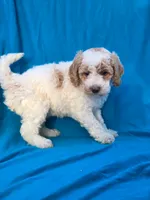 Cookie, a female Portuguese Water Dog and Poodle - Miniature  for sale in Yacolt, WA – 2 of 6