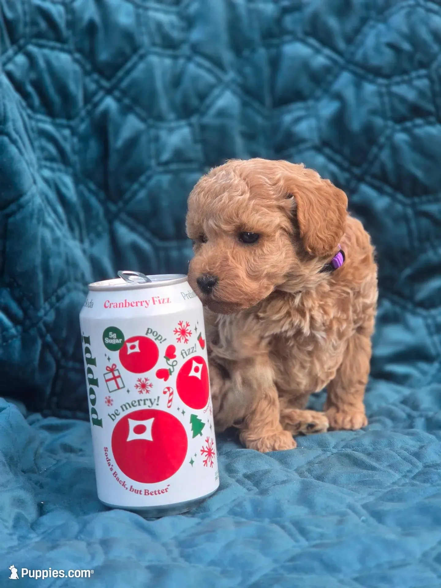 Larky, a female Poodle - Miniature  for sale in Yacolt, WA – 4 of 6