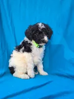 Pine, a female Portuguese Water Dog and Poodle - Miniature  for sale in Yacolt, WA – 2 of 8