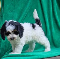 Ernie, a male Sheepadoodle for sale in Yacolt, WA – 4 of 4