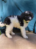 Pine, a female Portuguese Water Dog and Poodle - Miniature  for sale in Yacolt, WA – 3 of 10