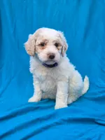 Triffle, a female Portuguese Water Dog and Poodle - Miniature  for sale in Yacolt, WA – 3 of 6