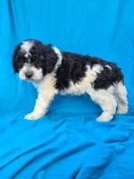 River, a male Portuguese Water Dog and Poodle - Miniature  for sale in Yacolt, WA – 3 of 4