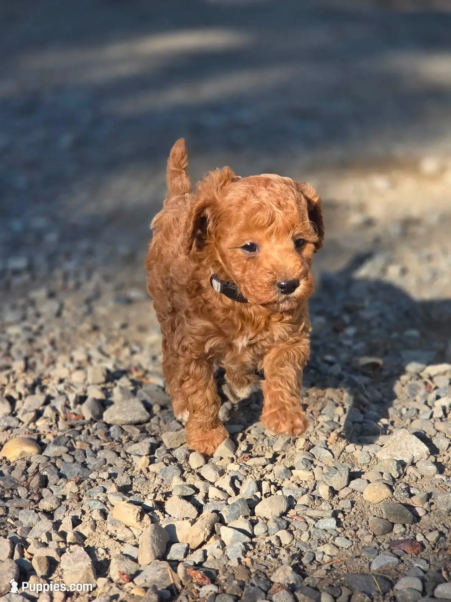 Alfred, a male Poodle - Miniature  for sale in Yacolt, WA – 2 of 9