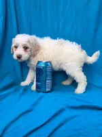 Triffle, a female Portuguese Water Dog and Poodle - Miniature  for sale in Yacolt, WA – 6 of 6