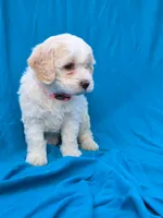 Bubbles, a female Portuguese Water Dog and Poodle - Miniature  for sale in Yacolt, WA – 4 of 8