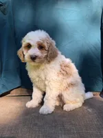 Jasper, a male Portuguese Water Dog and Poodle - Miniature  for sale in Yacolt, WA – 3 of 10